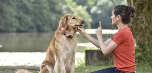 Top 7 lệnh huấn luyện chó cơ bản mà chủ nhân cần biết nếu muốn dậy cún thành công