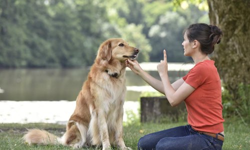 Top 7 lệnh huấn luyện chó cơ bản mà chủ nhân cần biết nếu muốn dậy cún thành công