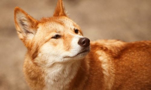 Chó Lài - Khuyển binh anh dũng từng giúp vua Lê đánh đuổi giặc Minh