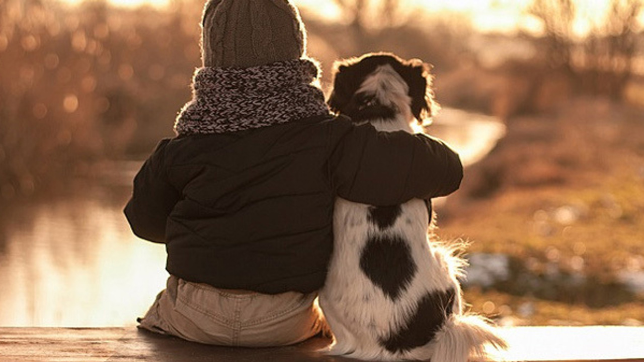 5 câu chuyện về những chú chó trung thành nổi tiếng thế giới