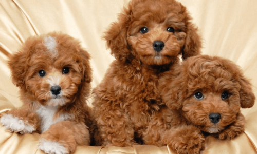 Chó lông xù gồm những loài nào? Điểm danh 7 giống chó lông xù nâu được yêu thích nhất năm 2023