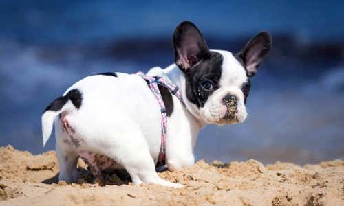 Top 7 giống chó sạch sẽ được ưa chuộng nhất hiện nay