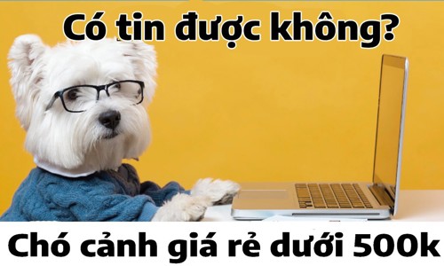 Chó cảnh giá rẻ dưới 500k có nên mua hay không?