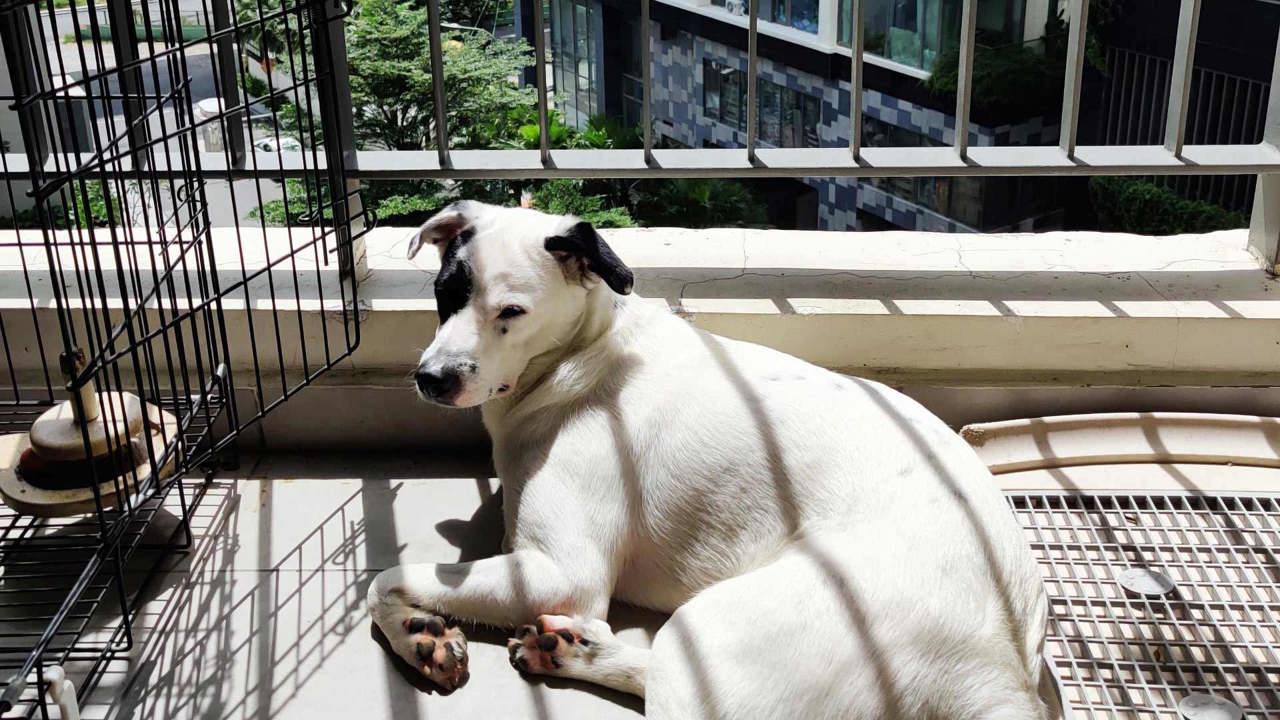 Bí kíp nuôi chó ở chung cư không bất tiện và ồn ào