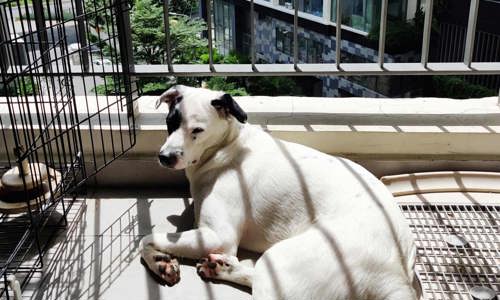 Bí kíp nuôi chó ở chung cư không bất tiện và ồn ào