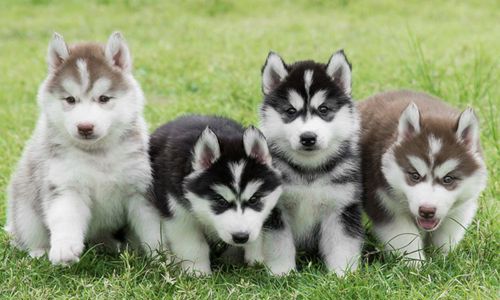 Những giống chó mà chỉ nhìn qua là đã biết chủ giàu có thế nào