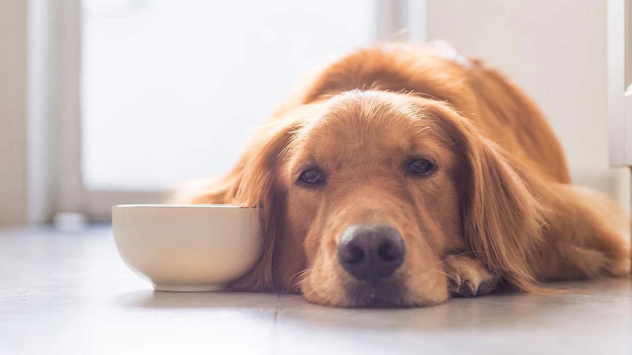 Tại sao chó bị gầy? 6 nguyên nhân phổ biến & cách bổ sung dinh dưỡng đúng cách