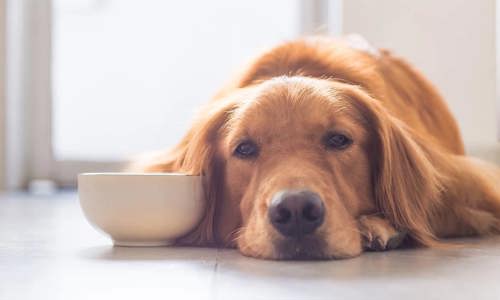 Tại sao chó bị gầy? 6 nguyên nhân phổ biến & cách bổ sung dinh dưỡng đúng cách