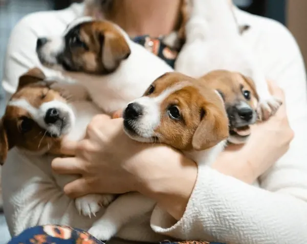 Sự kiên nhẫn và nhất quán là hai yếu tố quan trọng nhất trong việc dạy chó không sủa khi ở một mình