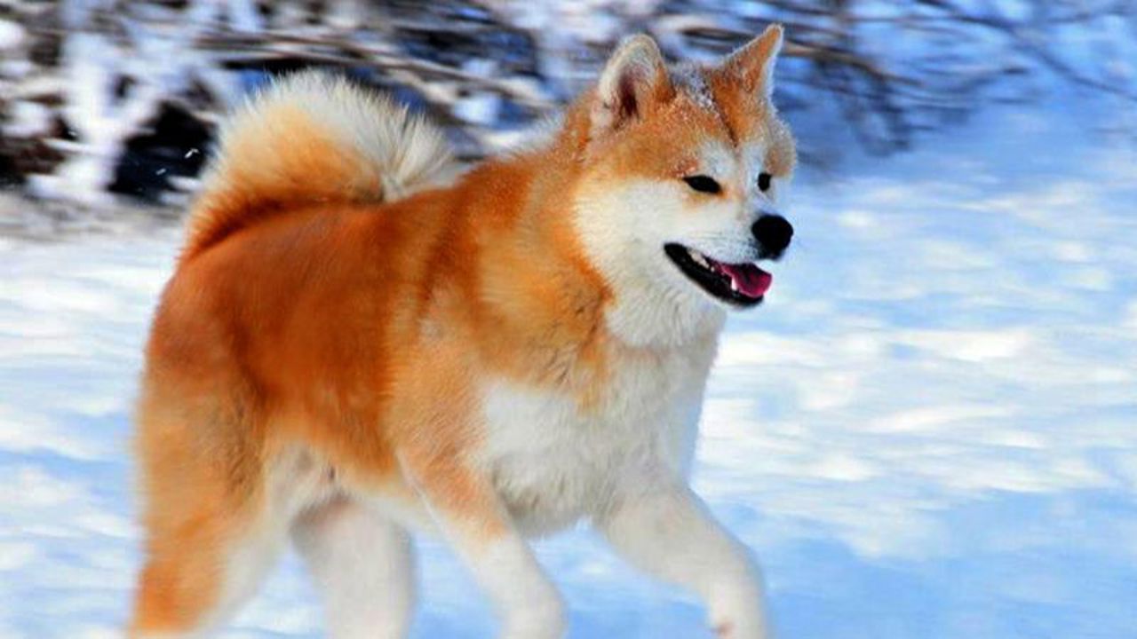 Tìm hiểu tất tần tật về giống chó Akita Inu