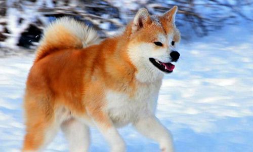 Tìm hiểu tất tần tật về giống chó Akita Inu