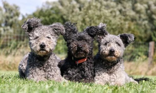 Những giống chó quý hiếm trên thế giới mà ít người biết đến