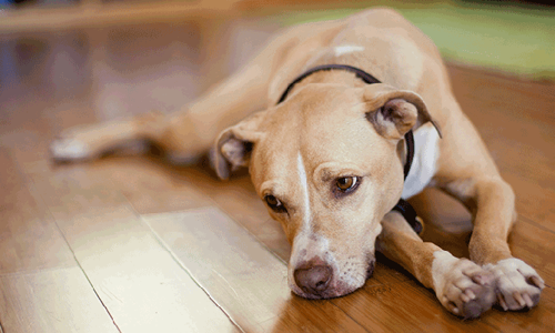 Chó ăn phải bả - Nhận biết thế nào? Xử lý ra sao?