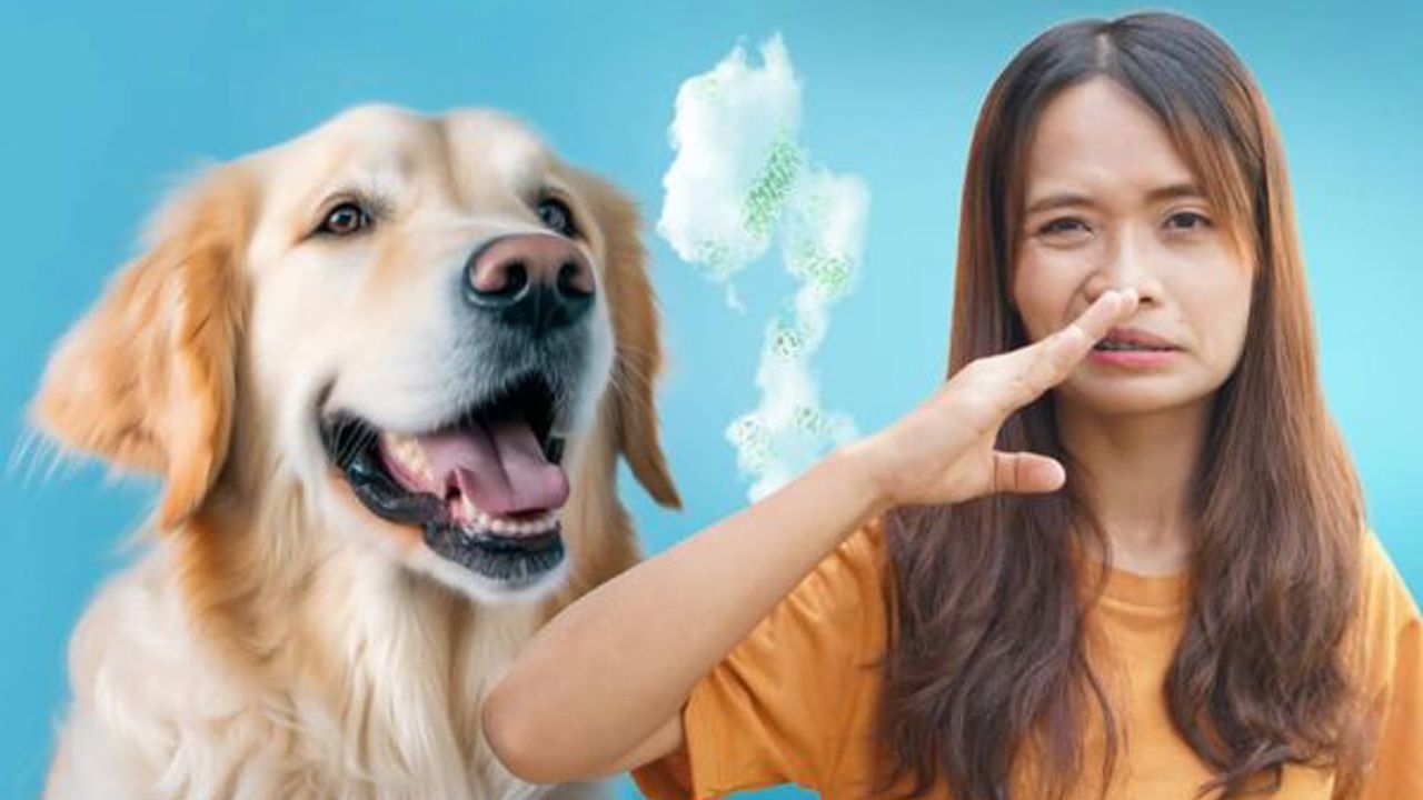 Chó hôi miệng: Nguyên nhân và 7 tips giúp boss sở hữu hơi thở thơm mát