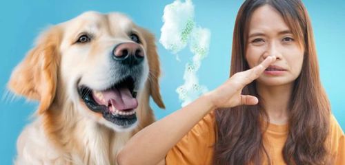 Chó hôi miệng: Nguyên nhân và 7 tips giúp boss sở hữu hơi thở thơm mát