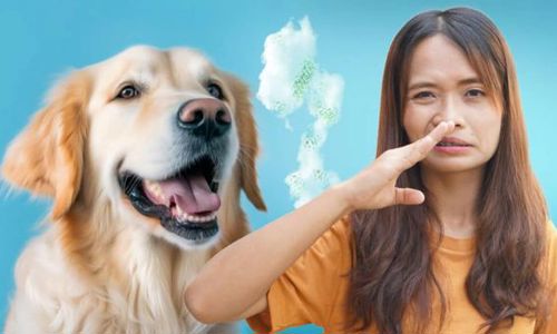 Chó hôi miệng: Nguyên nhân và 7 tips giúp boss sở hữu hơi thở thơm mát