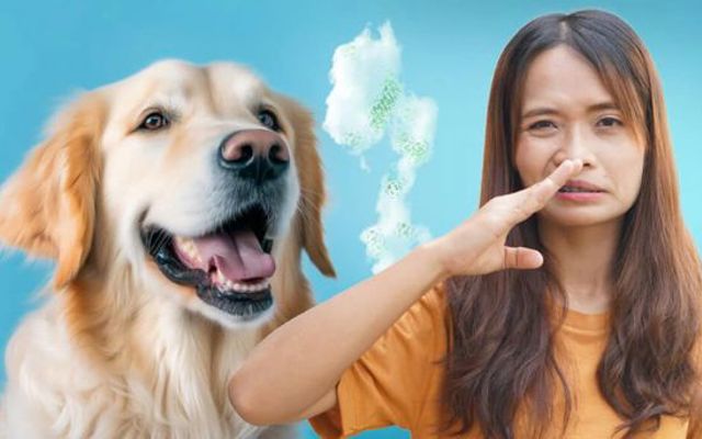 Chó hôi miệng: Nguyên nhân và 7 tips giúp boss sở hữu hơi thở thơm mát