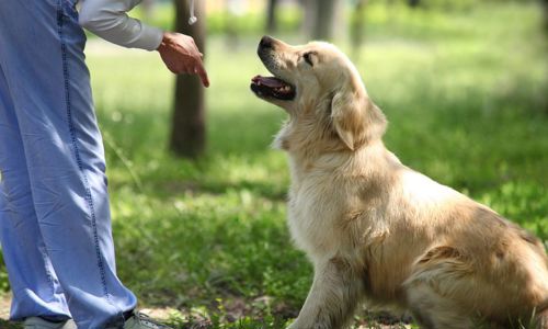 Cách huấn luyện chó nhớ tên cực nhanh