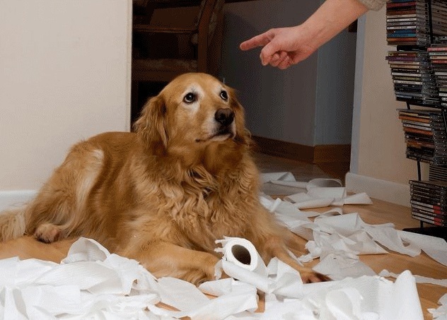 chó golden bày bừa giấy vệ sinh bị chủ mắng