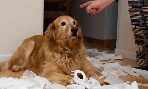 Bạn đau đầu vì không bảo được chó hư? Hướng dẫn cách dậy chó siêu ngoan không dùng đòn roi