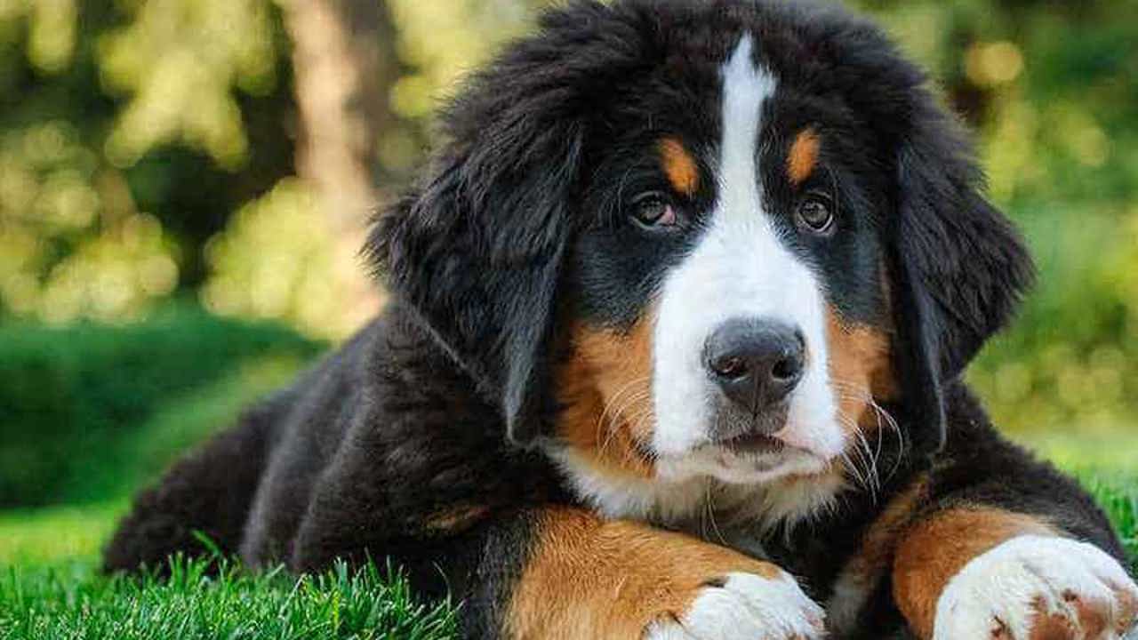 Hoa hậu làng doggo: Những giống chó nổi tiếng trên thế giới về sắc đẹp