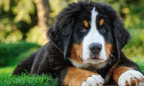 Hoa hậu làng doggo: Những giống chó nổi tiếng trên thế giới về sắc đẹp