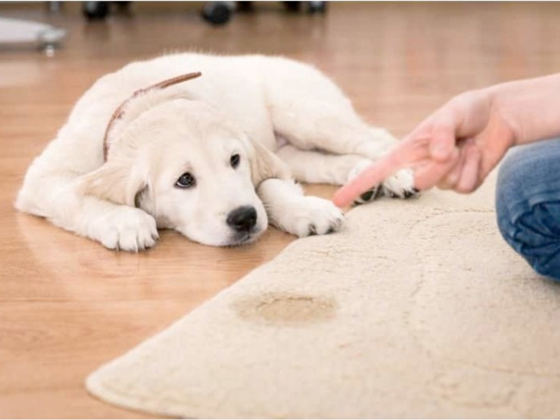 Một giải pháp rất hiệu quả để giảm mùi trong nhà là làm sạch khu vực chó đi vệ sinh ngay sau khi chúng sử dụng