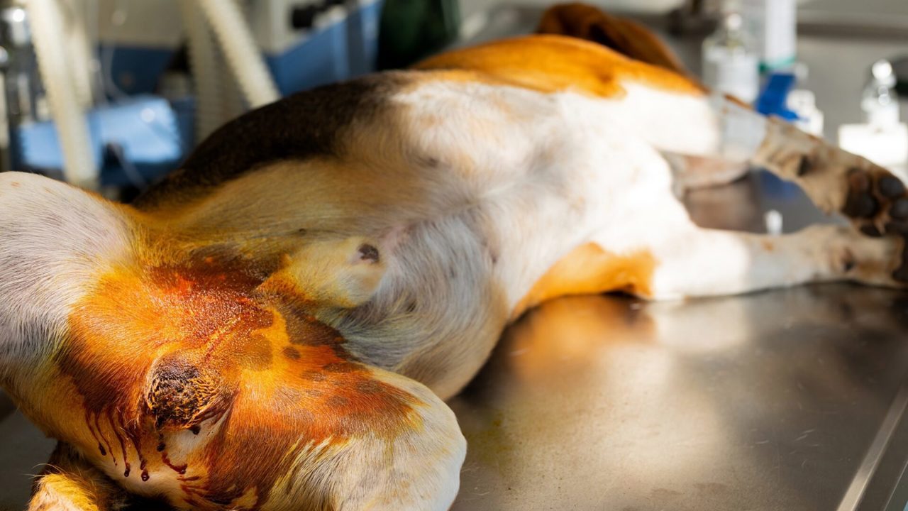 Có nên triệt sản cho chó không? Lợi ích, rủi ro và thời điểm phù hợp