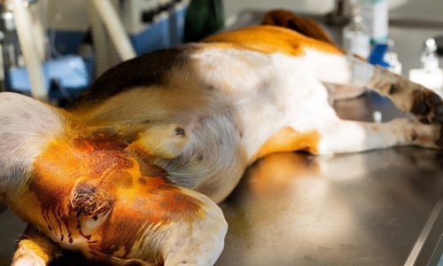 Có nên triệt sản cho chó không? Lợi ích, rủi ro và thời điểm phù hợp