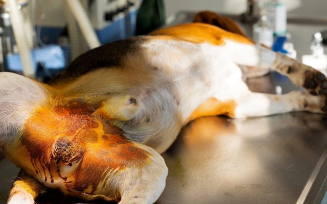 Có nên triệt sản cho chó không? Lợi ích, rủi ro và thời điểm phù hợp