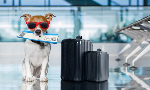 Giải đáp mọi thủ tục mang chó lên máy bay