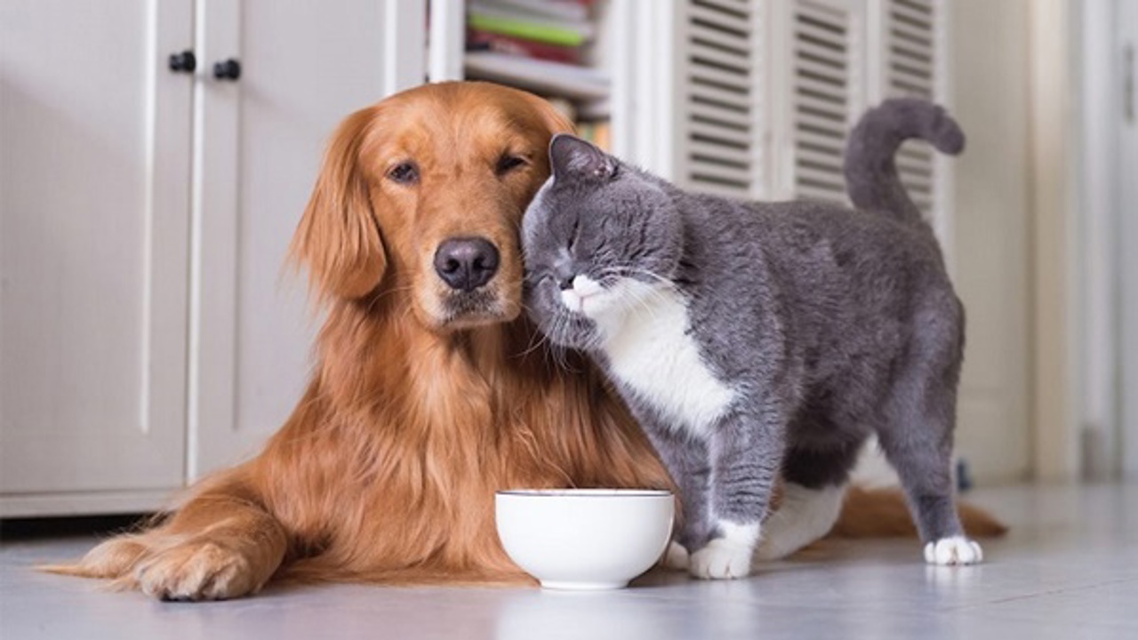 Cách giúp chó hòa đồng với mèo: Các phương pháp đơn giản mà hiệu quả