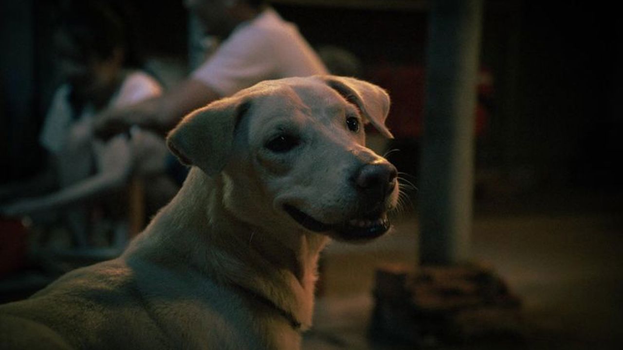 Chó đội nón mê và top 5 truyền thuyết dân gian rùng rợn về chó