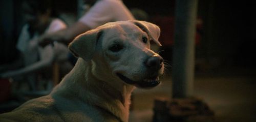 Chó đội nón mê và top 5 truyền thuyết dân gian rùng rợn về chó