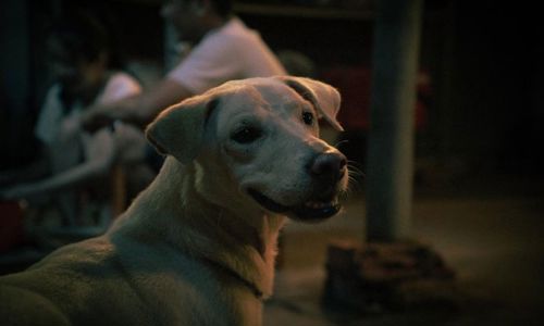 Chó đội nón mê và top 5 truyền thuyết dân gian rùng rợn về chó