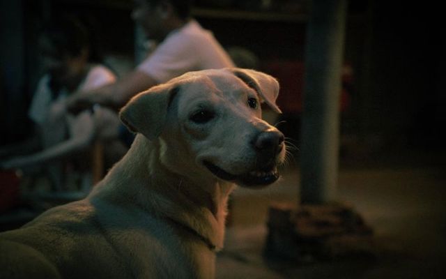 Chó đội nón mê và top 5 truyền thuyết dân gian rùng rợn về chó