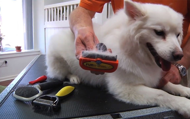 Một trong những cách quan trọng nhất để giữ nhà không có mùi khi nuôi chó là chăm sóc vệ sinh cơ thể cho thú cưng thường xuyên