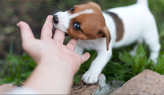 Chú chó con liếm tay chủ