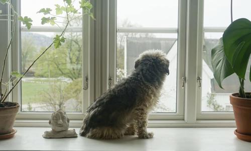 Top 5 lý do khiến chó hung dữ và cách khắc phục