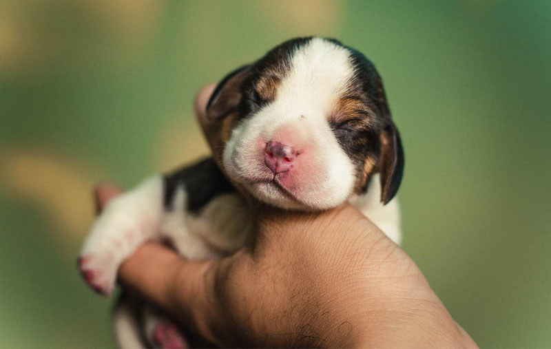 Đối với chó con mất mẹ, giữ ấm là việc quan trọng nhất trong những giờ đầu tiên.