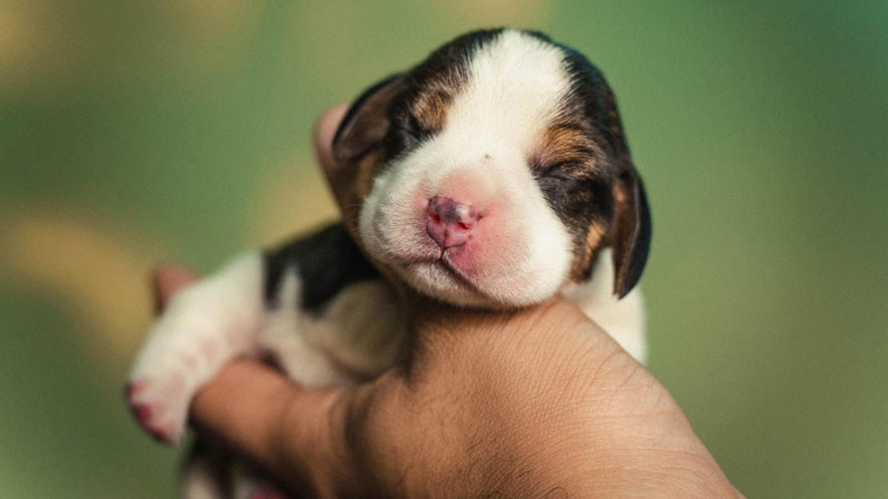 Chăm sóc chó con mất mẹ như thế nào? Hướng dẫn chi tiết cho người nuôi lần đầu