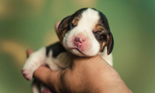 Chăm sóc chó con mất mẹ như thế nào? Hướng dẫn chi tiết cho người nuôi lần đầu