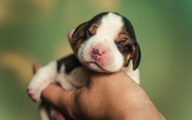 Chăm sóc chó con mất mẹ như thế nào? Hướng dẫn chi tiết cho người nuôi lần đầu