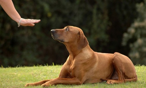 Mẹo chọn giống chó khôn trong dân gian