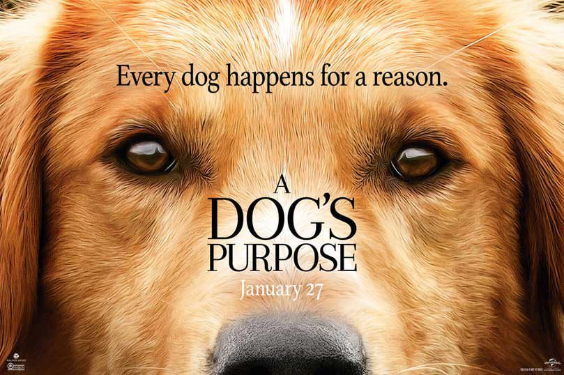 Hình ảnh chụp cận mặt chú chó màu vàng với tiêu đề Every dog happens for a reason