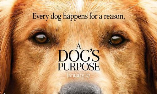 Top 7 cuốn sách về chó mà người yêu cún nên đọc một lần trong đời