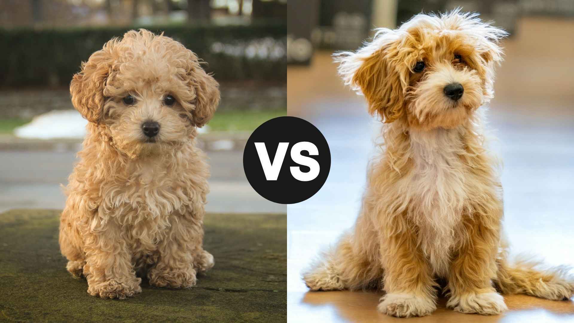 hình ảnh một chú chó maltipoo đặt bên cạnh để so sánh với toy poodle