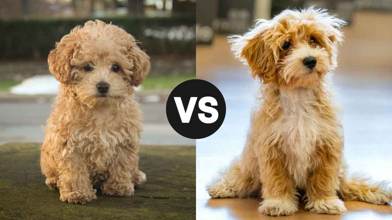 Maltipoo – Có nên nuôi? So sánh với Poodle về tính cách và chi phí chăm sóc tại Việt Nam
