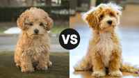 /giong-cho/so-sanh-maltipoo-va-poodle-chi-phi-nuoi-maltipoo