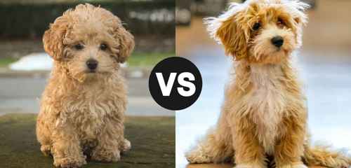 Maltipoo – Có nên nuôi? So sánh với Poodle về tính cách và chi phí chăm sóc tại Việt Nam